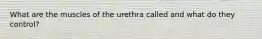 What are the muscles of the urethra called and what do they control?