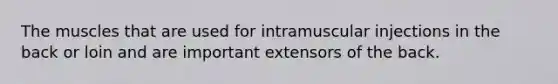 The muscles that are used for intramuscular injections in the back or loin and are important extensors of the back.