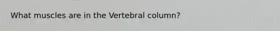 What muscles are in the Vertebral column?