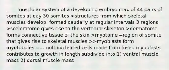 ____ musclular system of a developing embryo max of 44 pairs of somites at day 30 somites >structures from which skeletal muscles develop; formed caudally at regular intervals 3 regions >scelerotome gives rise to the vertebral skeleton >dermatome forms connective tissue of the skin >myotome --region of somite that gives rise to skeletal muscles >>myoblasts form myotubules -----multinucleated cells made from fused myoblasts contributes to growth in length subdivide into 1) ventral muscle mass 2) dorsal muscle mass