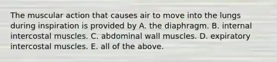 The muscular action that causes air to move into the lungs during inspiration is provided by A. the diaphragm. B. internal intercostal muscles. C. abdominal wall muscles. D. expiratory intercostal muscles. E. all of the above.