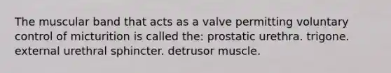 The muscular band that acts as a valve permitting voluntary control of micturition is called the: prostatic urethra. trigone. external urethral sphincter. detrusor muscle.