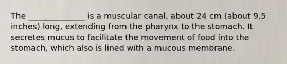 The ______________ is a muscular canal, about 24 cm (about 9.5 inches) long, extending from the pharynx to the stomach. It secretes mucus to facilitate the movement of food into the stomach, which also is lined with a mucous membrane.