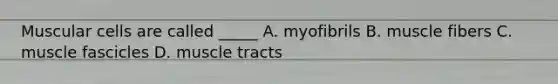 Muscular cells are called _____ A. myofibrils B. muscle fibers C. muscle fascicles D. muscle tracts