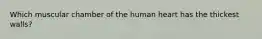 Which muscular chamber of the human heart has the thickest walls?