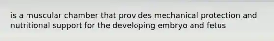 is a muscular chamber that provides mechanical protection and nutritional support for the developing embryo and fetus