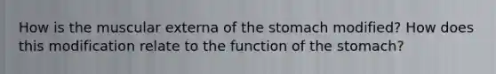 How is the muscular externa of the stomach modified? How does this modification relate to the function of the stomach?