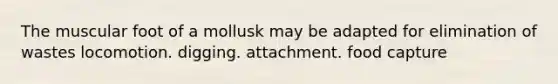 The muscular foot of a mollusk may be adapted for elimination of wastes locomotion. digging. attachment. food capture