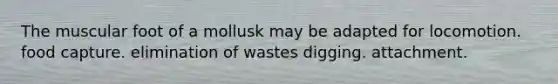 The muscular foot of a mollusk may be adapted for locomotion. food capture. elimination of wastes digging. attachment.