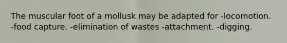 The muscular foot of a mollusk may be adapted for -locomotion. -food capture. -elimination of wastes -attachment. -digging.