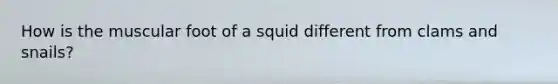 How is the muscular foot of a squid different from clams and snails?