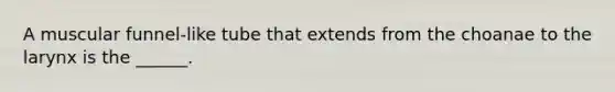 A muscular funnel-like tube that extends from the choanae to the larynx is the ______.