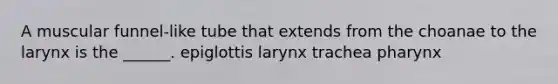 A muscular funnel-like tube that extends from the choanae to the larynx is the ______. epiglottis larynx trachea pharynx