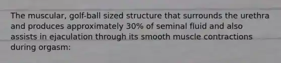 The muscular, golf-ball sized structure that surrounds the urethra and produces approximately 30% of seminal fluid and also assists in ejaculation through its smooth muscle contractions during orgasm: