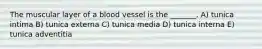 The muscular layer of a blood vessel is the _______. A) tunica intima B) tunica externa C) tunica media D) tunica interna E) tunica adventitia