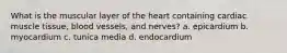 What is the muscular layer of the heart containing cardiac muscle tissue, blood vessels, and nerves? a. epicardium b. myocardium c. tunica media d. endocardium