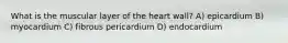 What is the muscular layer of the heart wall? A) epicardium B) myocardium C) fibrous pericardium D) endocardium