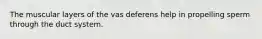 The muscular layers of the vas deferens help in propelling sperm through the duct system.