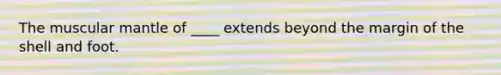 The muscular mantle of ____ extends beyond the margin of the shell and foot.