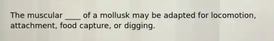 The muscular ____ of a mollusk may be adapted for locomotion, attachment, food capture, or digging.