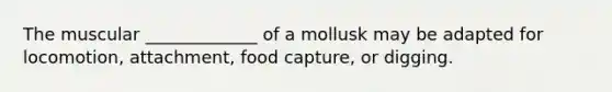 The muscular _____________ of a mollusk may be adapted for locomotion, attachment, food capture, or digging.