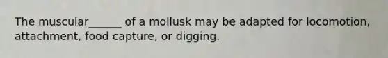 The muscular______ of a mollusk may be adapted for locomotion, attachment, food capture, or digging.