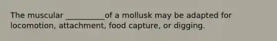 The muscular __________of a mollusk may be adapted for locomotion, attachment, food capture, or digging.