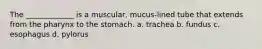 The _____________ is a muscular, mucus-lined tube that extends from the pharynx to the stomach. a. trachea b. fundus c. esophagus d. pylorus