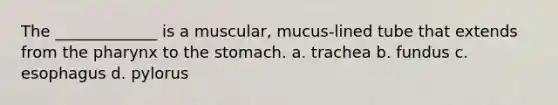 The _____________ is a muscular, mucus-lined tube that extends from <a href='https://www.questionai.com/knowledge/ktW97n6hGJ-the-pharynx' class='anchor-knowledge'>the pharynx</a> to <a href='https://www.questionai.com/knowledge/kLccSGjkt8-the-stomach' class='anchor-knowledge'>the stomach</a>. a. trachea b. fundus c. esophagus d. pylorus