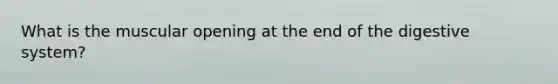 What is the muscular opening at the end of the digestive system?