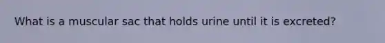 What is a muscular sac that holds urine until it is excreted?