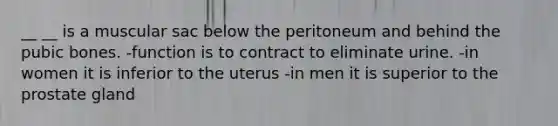 __ __ is a muscular sac below the peritoneum and behind the pubic bones. -function is to contract to eliminate urine. -in women it is inferior to the uterus -in men it is superior to the prostate gland