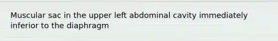 Muscular sac in the upper left abdominal cavity immediately inferior to the diaphragm