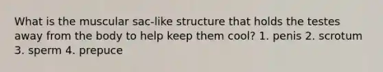 What is the muscular sac-like structure that holds the testes away from the body to help keep them cool? 1. penis 2. scrotum 3. sperm 4. prepuce