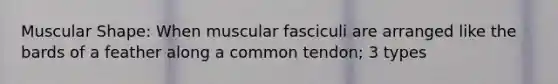 Muscular Shape: When muscular fasciculi are arranged like the bards of a feather along a common tendon; 3 types