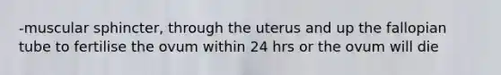 -muscular sphincter, through the uterus and up the fallopian tube to fertilise the ovum within 24 hrs or the ovum will die