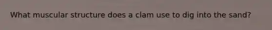 What muscular structure does a clam use to dig into the sand?