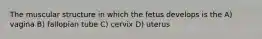 The muscular structure in which the fetus develops is the A) vagina B) fallopian tube C) cervix D) uterus