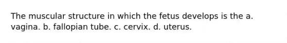 The muscular structure in which the fetus develops is the a. vagina. b. fallopian tube. c. cervix. d. uterus.