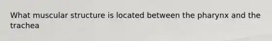 What muscular structure is located between the pharynx and the trachea