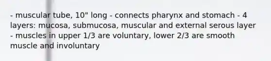 - muscular tube, 10" long - connects pharynx and stomach - 4 layers: mucosa, submucosa, muscular and external serous layer - muscles in upper 1/3 are voluntary, lower 2/3 are smooth muscle and involuntary