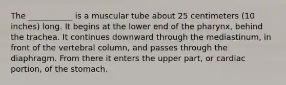 The ___________ is a muscular tube about 25 centimeters (10 inches) long. It begins at the lower end of <a href='https://www.questionai.com/knowledge/ktW97n6hGJ-the-pharynx' class='anchor-knowledge'>the pharynx</a>, behind the trachea. It continues downward through the mediastinum, in front of the <a href='https://www.questionai.com/knowledge/ki4fsP39zf-vertebral-column' class='anchor-knowledge'>vertebral column</a>, and passes through the diaphragm. From there it enters the upper part, or cardiac portion, of the stomach.