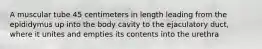 A muscular tube 45 centimeters in length leading from the epididymus up into the body cavity to the ejaculatory duct, where it unites and empties its contents into the urethra