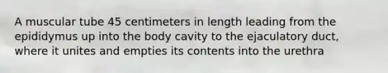 A muscular tube 45 centimeters in length leading from the epididymus up into the body cavity to the ejaculatory duct, where it unites and empties its contents into the urethra