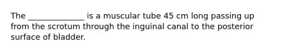 The ______________ is a muscular tube 45 cm long passing up from the scrotum through the inguinal canal to the posterior surface of bladder.