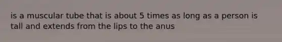 is a muscular tube that is about 5 times as long as a person is tall and extends from the lips to the anus