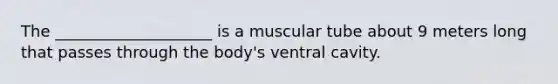 The ____________________ is a muscular tube about 9 meters long that passes through the body's ventral cavity.