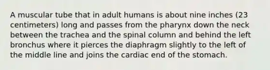 A muscular tube that in adult humans is about nine inches (23 centimeters) long and passes from <a href='https://www.questionai.com/knowledge/ktW97n6hGJ-the-pharynx' class='anchor-knowledge'>the pharynx</a> down the neck between the trachea and the spinal column and behind the left bronchus where it pierces the diaphragm slightly to the left of the middle line and joins the cardiac end of <a href='https://www.questionai.com/knowledge/kLccSGjkt8-the-stomach' class='anchor-knowledge'>the stomach</a>.