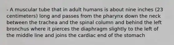 - A muscular tube that in adult humans is about nine inches (23 centimeters) long and passes from the pharynx down the neck between the trachea and the spinal column and behind the left bronchus where it pierces the diaphragm slightly to the left of the middle line and joins the cardiac end of the stomach