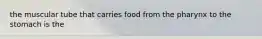 the muscular tube that carries food from the pharynx to the stomach is the